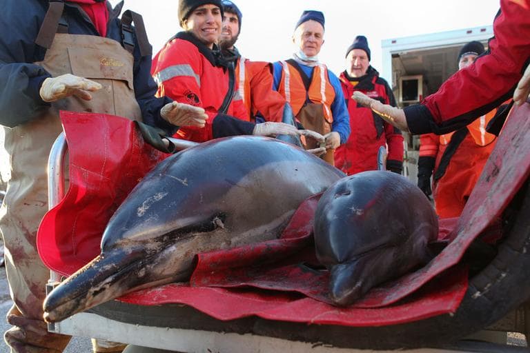 A mother and calf common dolphin are transported to the beach by a rescue team before being released back into Cape Cod Bay at Scusset Beach, Saturday, in Sagamore. (AP)