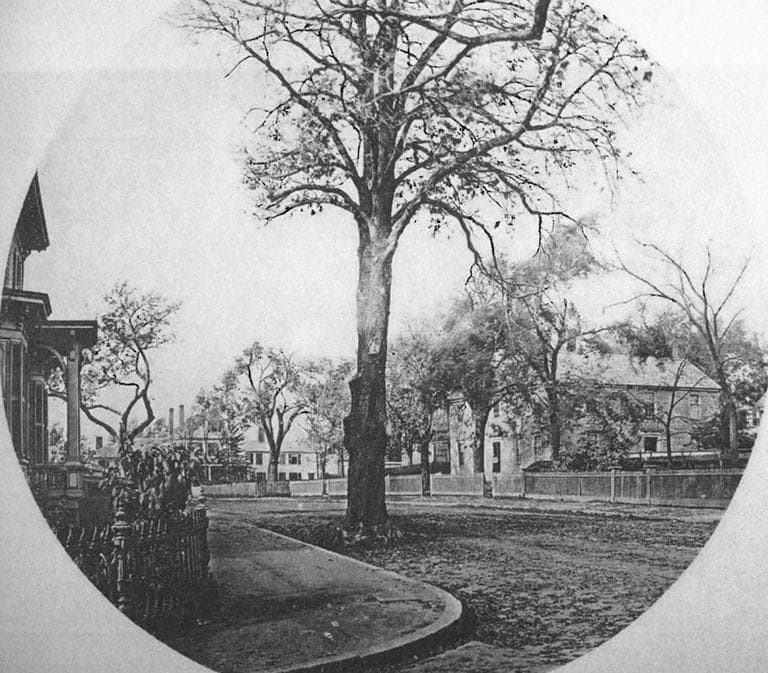 View of Brattle Street and the 'spreading chestnut tree' of Longfellow's poem 'The Village Blacksmith' in 1873. (From W.J.Stillman, Poetic Localities of Cambridge (Boston: James R Osgood, 1876)