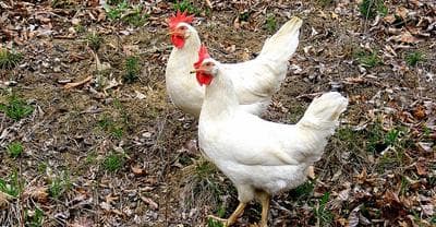 (Flickr/Allie's.Dad)