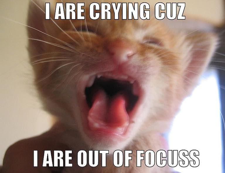 Memes like this "LOLCat" are ubiquitous on the internet. (Wikipedia)