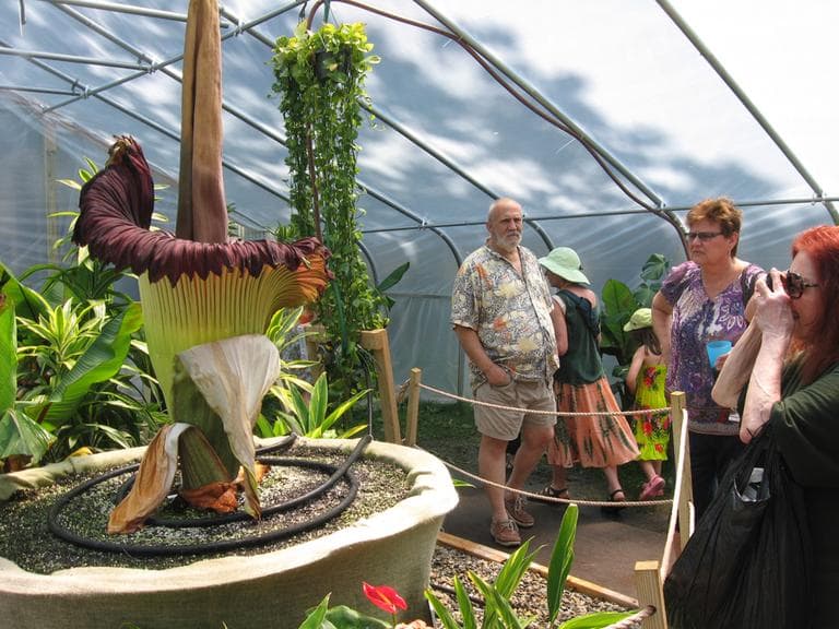Many spectators photographed the giant flower. (Sacha Pfeiffer/WBUR)