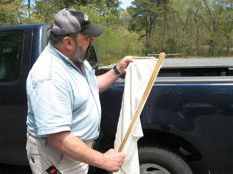 Dapsis counts off the ticks he collected — seven — during a 30-second drag through leaf litter at Nickerson State Park. (Beenish Ahmed for WBUR)