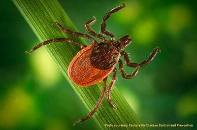 How Much Lyme Disease Are We Living With? 