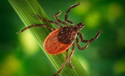 The Blacklegged tick, commonly referred to as the deer tick, is prevalent in Massachusetts. (AP)