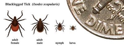 Resource List: Lyme Disease