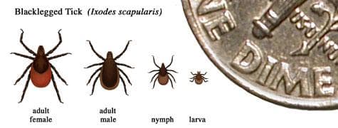 Resource List: Lyme Disease