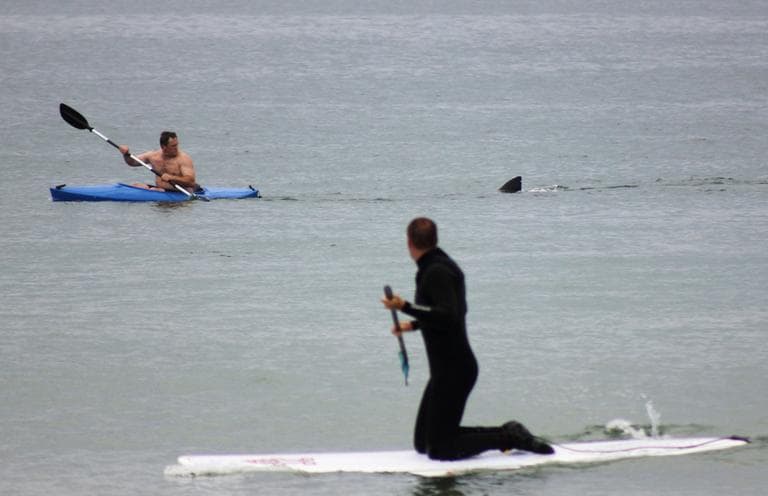 Walter Szulc Jr., in kayak at left, looks back at the dorsal fin of an approaching shark at Nauset Beach in Orleans on Saturday, July 7. (Shelly Negrotti via AP)