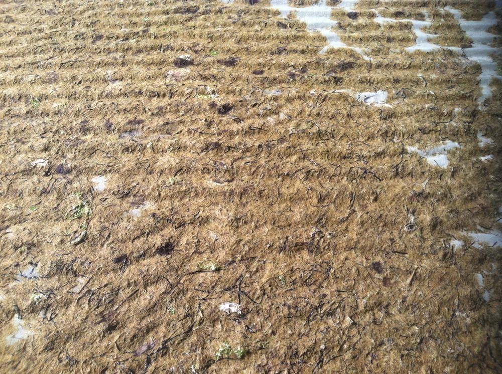 Matted seaweed on White Horse Beach in Plymouth (Curt Nickisch/WBUR)