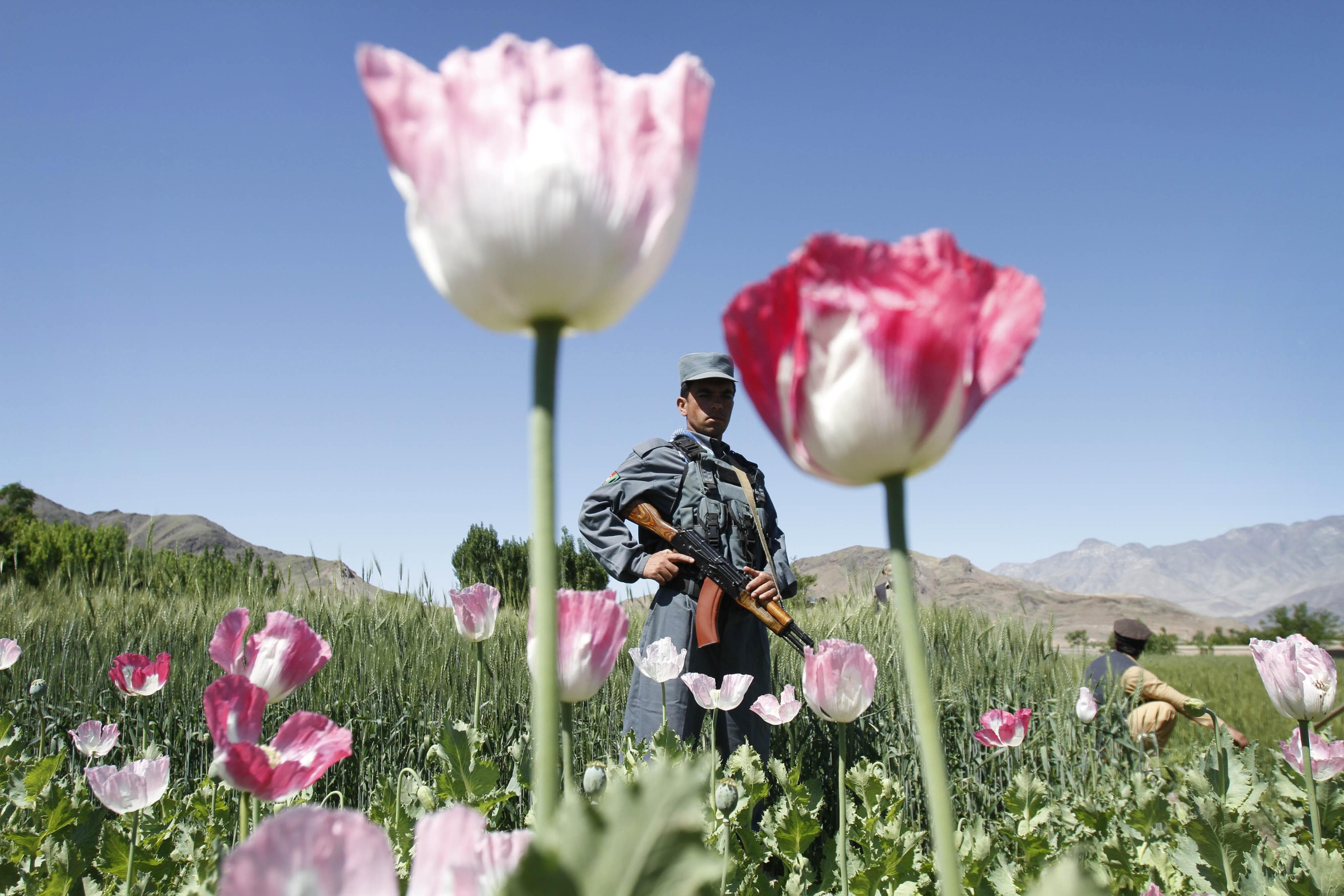 афганский тюльпан фото