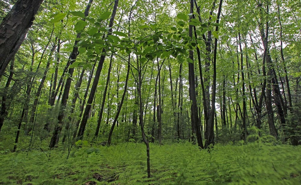 In this 2010 file photo, a new-growth black cherry tree sprouts up in a stand of birch trees on protected conservation land in Weston, Mass. A study by researchers at Harvard and the Smithsonian Institution says Massachusetts has enough forest cover to absorb a million homes worth of carbon emissions, but that natural scrubbing effect could gradually diminish if current development trends continue. (AP Photo/Charles Krupa, File)