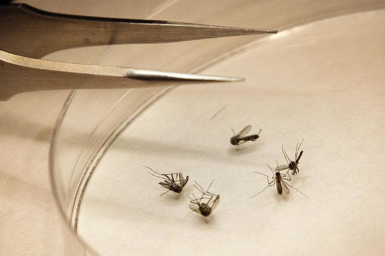 Mosquitos are sorted at the Dallas County mosquito lab in Dallas, Thursday, Aug. 16, 2012. The last time Dallas used aerial spraying to curb the mosquito population, Texas' Lyndon Johnson was in the White House, Mission Control in Houston was launching Gemini missions and encephalitis was blamed for more than a dozen deaths. But for the first time in more than 45 years, the city and county planned Thursday to resume dropping insecticide from the air to combat the nation's worst outbreak of West Nile virus, which has killed 10 people and caused at least 200 others to fall ill. (AP)