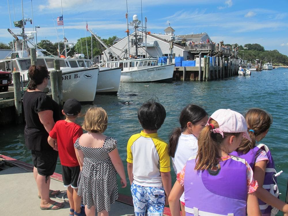 Children watch gray seals swim among the docked boats at Chatham's fish pier. (Curt Nickisch/WBUR)