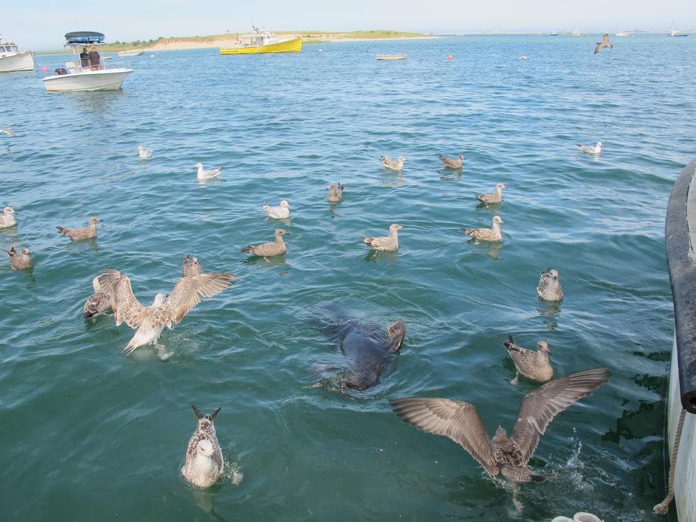 A seal waits with seagulls off the stern of a docked boat at Chatham's fish pier, hoping for a free meal. (Curt Nickisch/WBUR)
