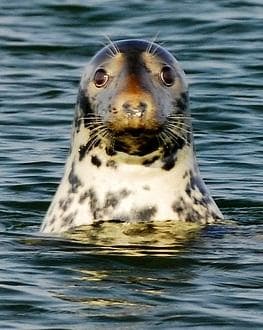 A grey seal in Chatham Harbor on Cape Cod (ZaNiaC/Flickr)