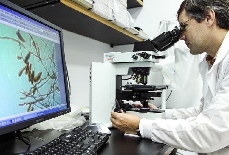 Shawn Lockhart looks at the meningitis-causing fungus Exserohilum rostratum at the mycotic lab at the Centers for Disease Control and Prevention on Oct. 12, 2012 in Atlanta. (Pouya Dianat/AP)
