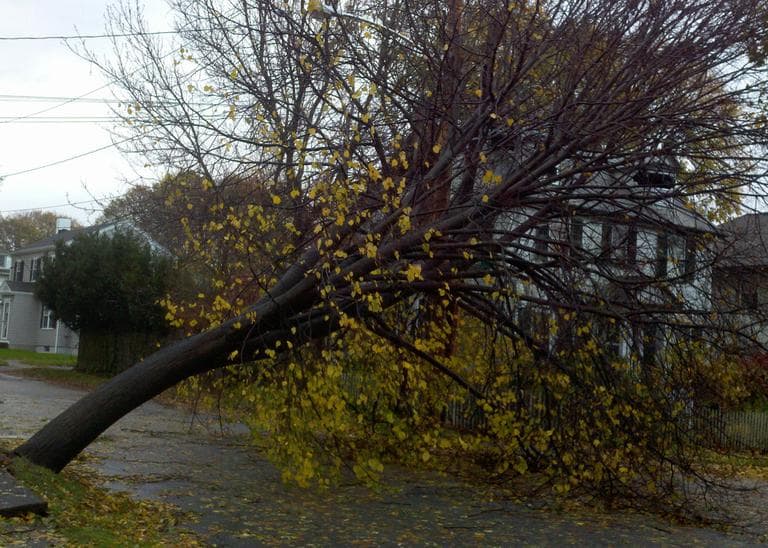 A tree rests on power lines in Belmont Tuesday morning after being knocked down by winds from Hurricane Sandy. (Jesse Costa/WBUR)
