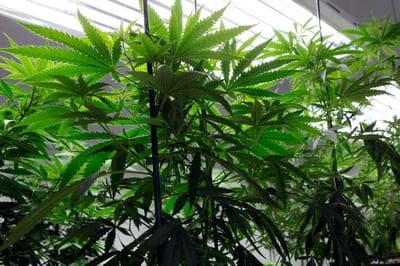 A Smoky Path For Medical Marijuana In Mass.