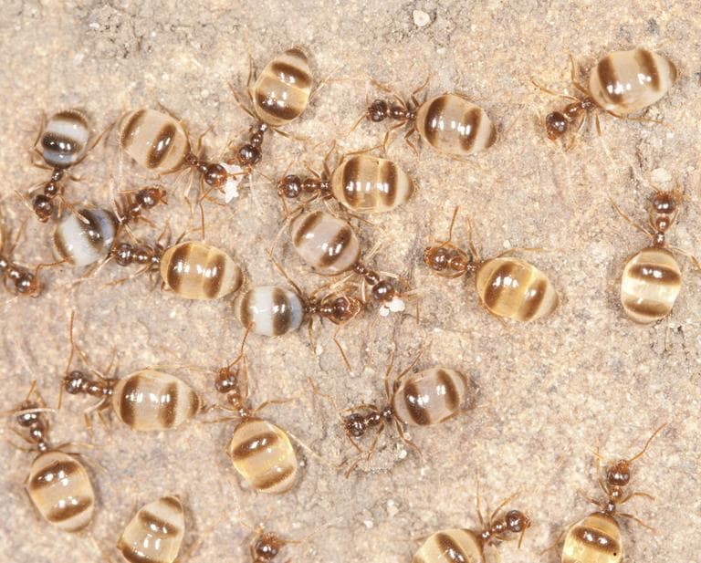 Winter ants. (Photo by Aaron Ellison)