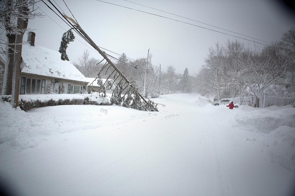 A fallen tree in Cohasset, Mass. (Jesse Costa/WBUR)