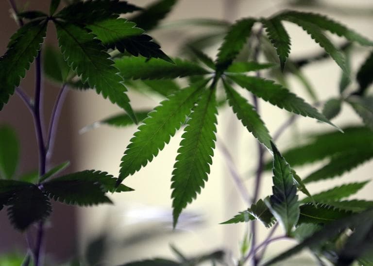 Marijuana starts on a shelf during the opening of a Seattle medical marijuana market on Feb. 13 (Elaine Thompson/AP)