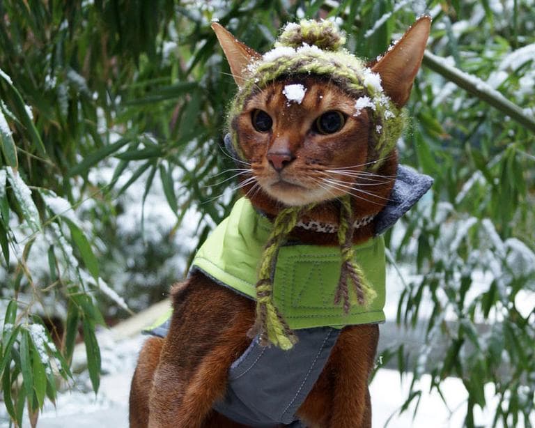 Strollercat (Courtesy of the Somerville Arts Council)