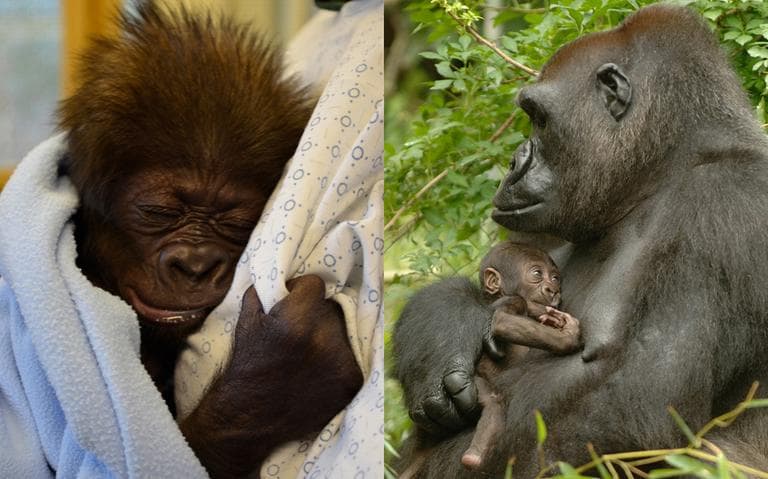 The baby gorilla, at left, is learning to hold onto the keepers in a vetro-ventral position as a mother gorilla would hold her most of the time, at this age, as opposed to swaddling her like a human baby. At right is a photo of the Cincinnati Zoo’s gorilla mom, Muke, holding her newborn Bakari in 2006, in a similar position. (Cincinnati Zoo & Botanical Garden)