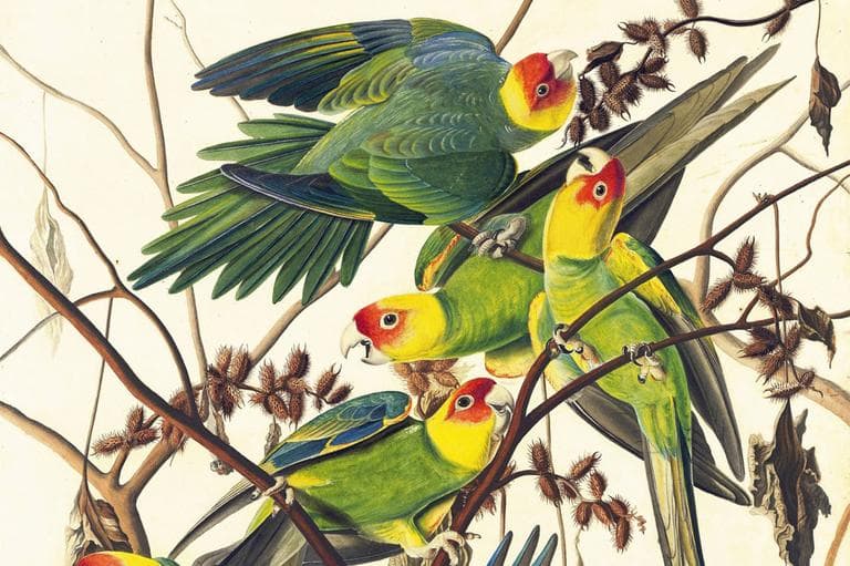 Carolina Parakeet (Conuropsis carolinensis), Study for Havell pl. no. 26, ca. 1825, John James Audubon. (New-York Historical Society)