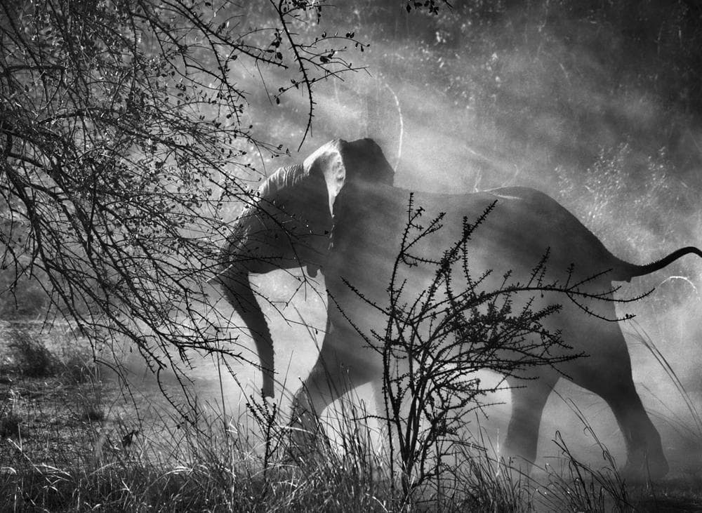 From Sebastiao Salgado's "Genesis" project: "Since elephants are hunted by poachers in Zambia, they are scared of humans and vehicles. Alarmed when they see an approaching car, they usually run quickly into the bush. Kafue National Park. Zambia. 2010." (Courtesy of Salgado)