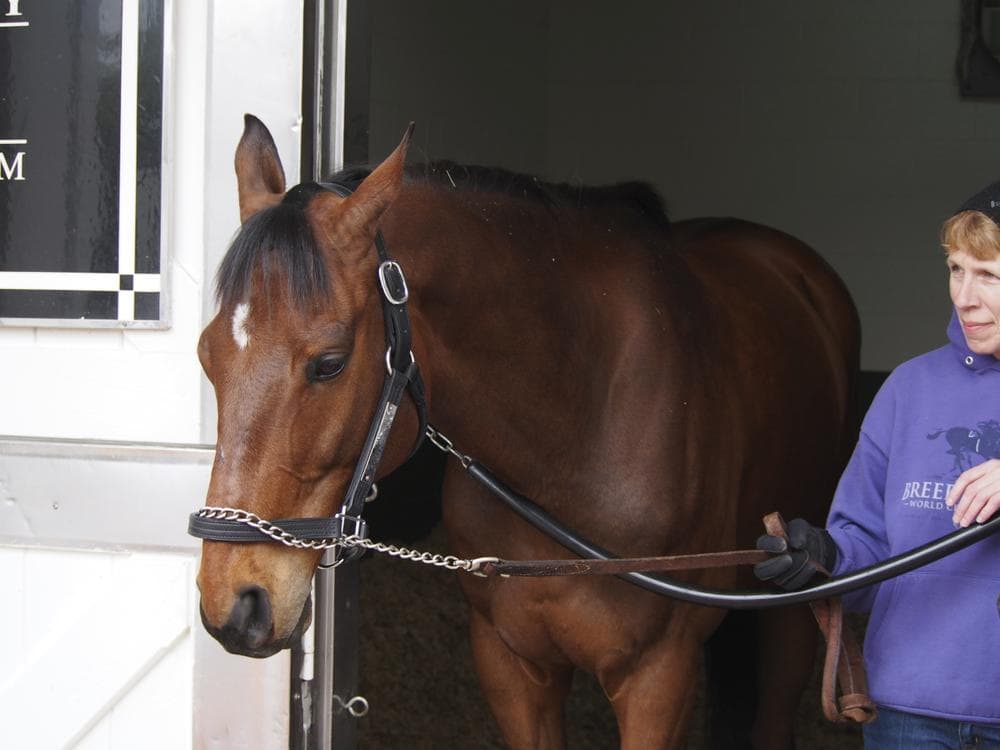 After beating the odds to win the 2009 Kentucky Derby, Mine The Bird is now readying for his big-screen debut.