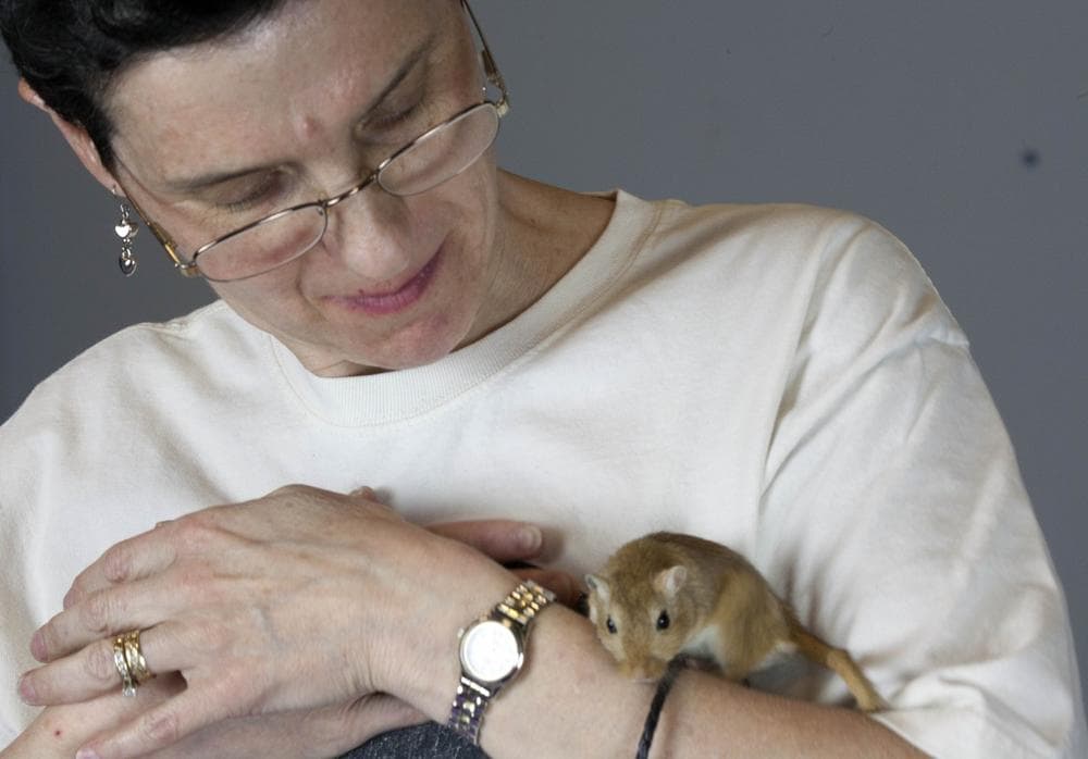 Libby Hanna holds a gerbil prior to the New England Gerbil Show. (Rodrique Ngowi/AP)