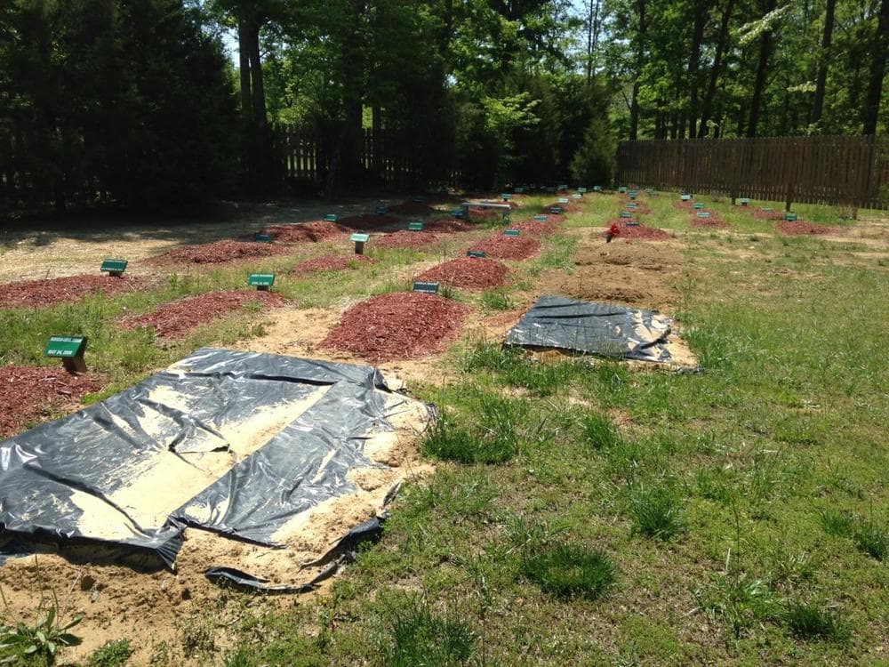 The grave of bombing suspect Tamerlan Tsarnaev in Doswell, Va. (Courtesy Greg McQuade/WTVR-TV)