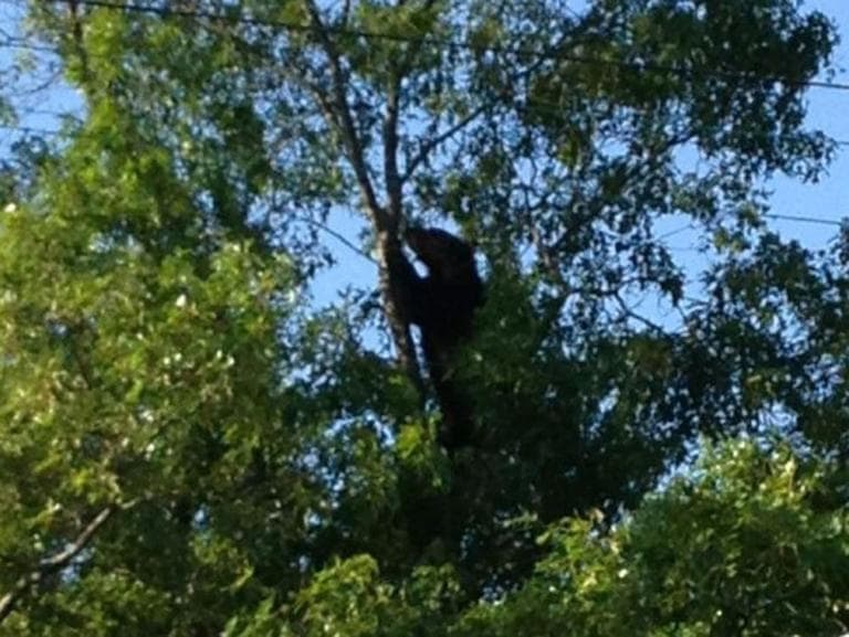 The bear state Environmental Police killed in Newton Sunday (Newton Police via Facebook)
