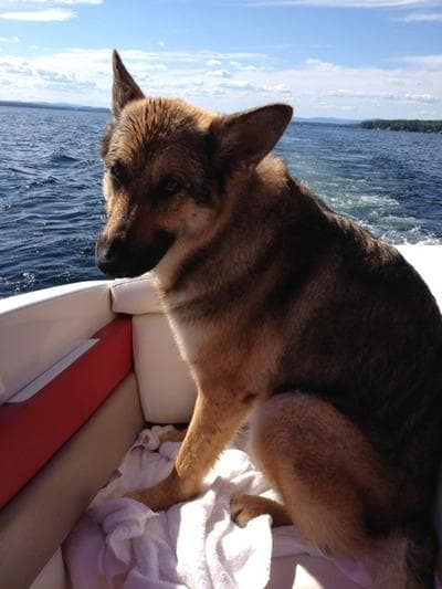 Casey was diagnosed with canine compulsive disorder. He’s now on Prozac. (Courtesy)