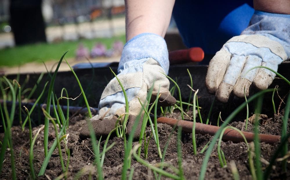A volunteer at the USDA People's Garden tends to garlic. (Lance Cheung/USDA)