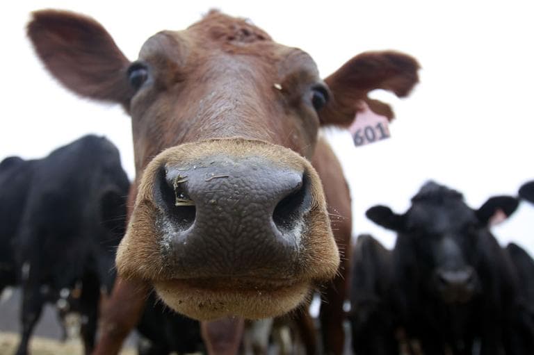 In this Feb. 2, 2012 photo, a cow is seen in a field at Raindance Farm in Westville, N.Y. Even as more consumers are willing to pay premium prices for organic milk, supermarkets are having trouble keeping it on the shelves as high feed and fuel prices have left some organic dairy farmers simply unable to keep up with demand. (AP)