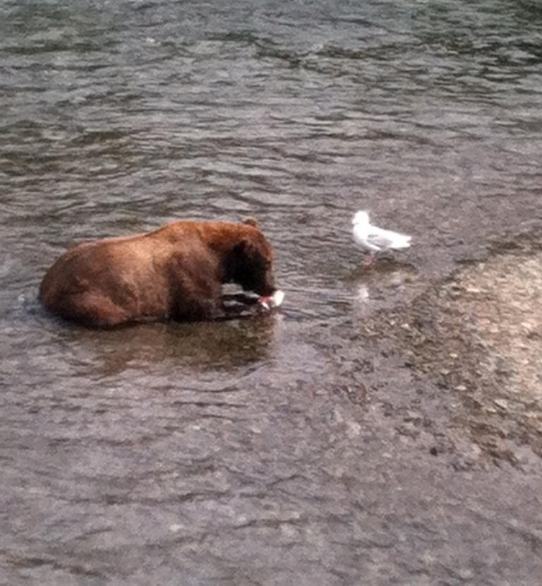 Everyone eats salmon in Alaska. (Kathy Gunst/Here &amp; Now)