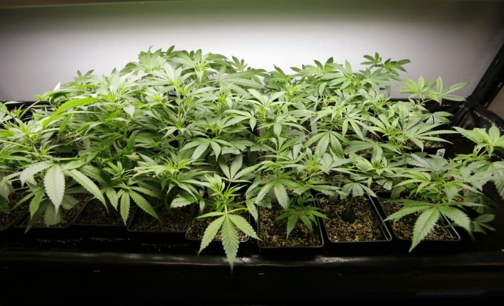 Marijuana plants. (AP Photo)