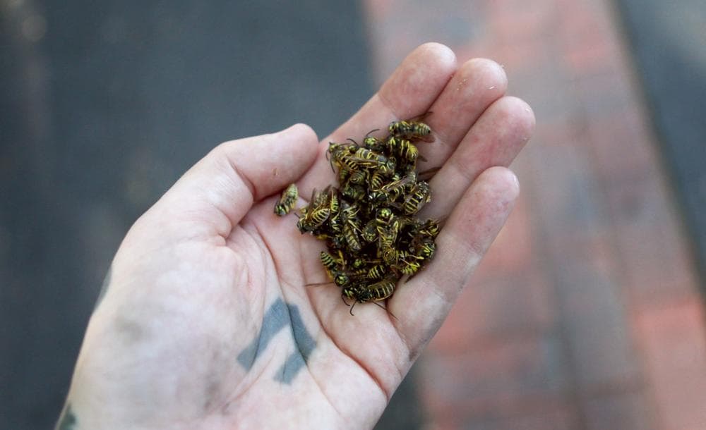 These yellow jackets were frozen to death, which preserves the venom for immunotherapy treatments. (Chion Wolf/WNPR)