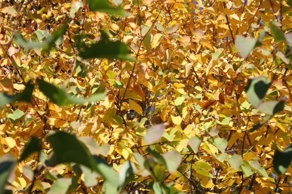 A younger katsura tree whose leaves have already started changing color. (Alexandra Koktsidis/WBUR)