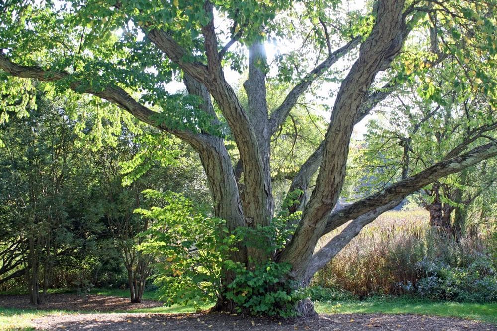 An aging katsura tree planted in 1878, at the Arnold Arboretum, Jamaica Plain. (Alexandra Koktsidis/WBUR)