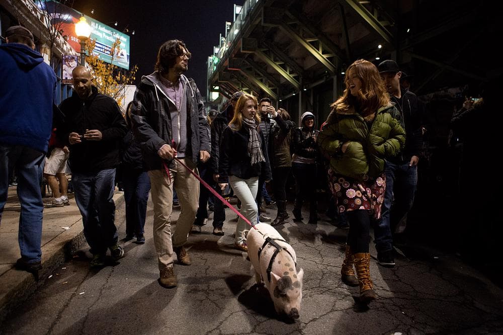 Ryan Peterson walks "Bobby The Pig" down Lansdowne Street. (Jesse Costa/WBUR)