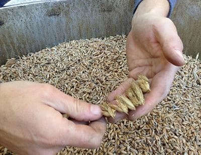 Andrea Stanley holds triticale, a wheat-rye hybrid that she is malting for beer. (Nancy Eve Cohen for WBUR)