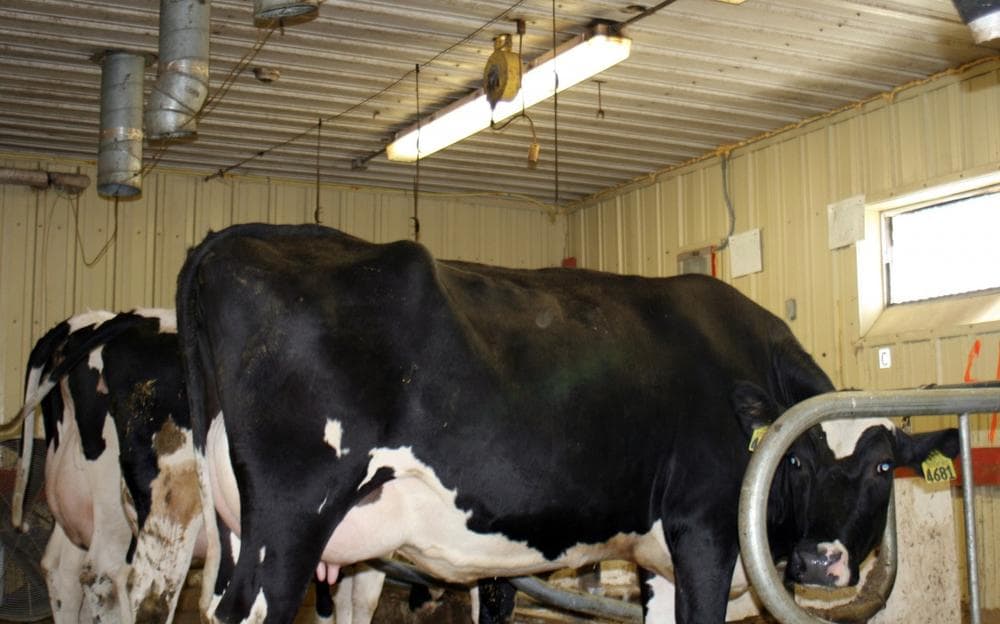 Cows stand in a chamber where the air flow can be controlled and gases in the air measured at a barn at the U.S. Dairy Forage Research Center in Prairie du Sac, Wis., Aug. 29, 2013. Scientists are looking at whether changing cows’ diets can reduce the amount of methane they breathe out as they digest. Methane is a greenhouse gas. (M.L. Johnson/AP)