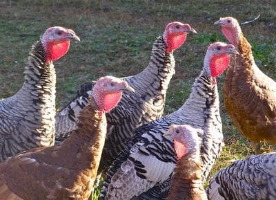 A flock of heritage turkeys, including Bourbon Reds and Narragansetts. (mystuart/Flickr)
