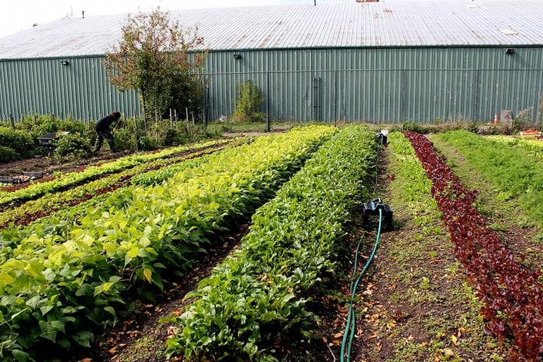 One of four City Grower's farms is located behind the Sportsmen’s Tennis Club in Dorchester.  (Courtesy City Growers)