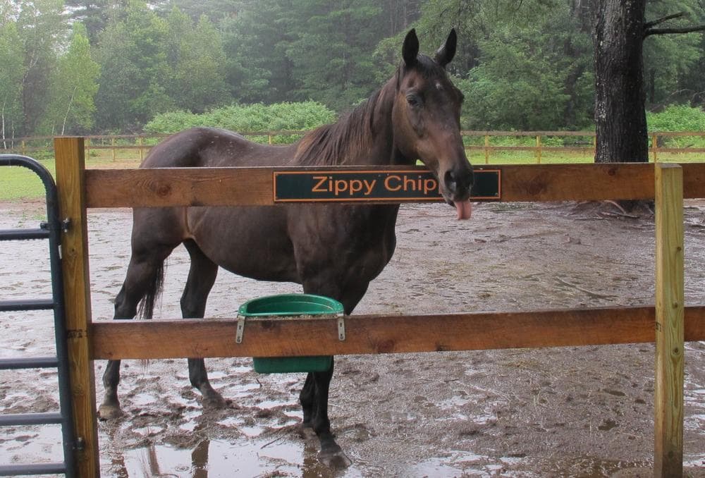 Zippy Chippy in 2013. (Bill Littlefield/Only A Game)
