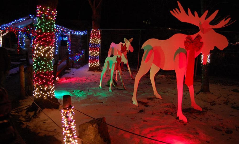 Moose at the Stone Zoo's “ZooLights." (Greg Cook)