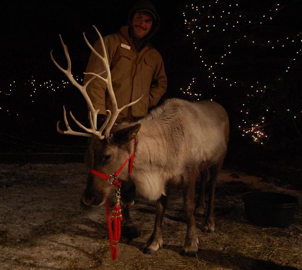 The real, live reindeer at the Stone Zoo's “ZooLights." (Greg Cook)
