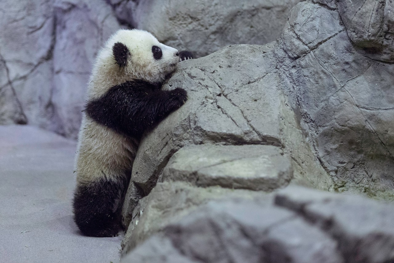 Giant panda bear cub Bao Bao moves around inside the David M. Rubenstein Family Giant Panda Habitat at the Smithsonian National Zoological Park January 6, 2014 in Washington, DC. Born August 23, 2013, and weighing nearly 17 pounds, Bao Bao will make her public debut at the zoo on January 18. (Chip Somodevilla/Getty Images)