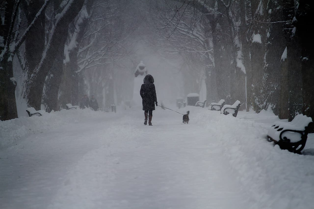 A woman walks her dog through the Commonwealth Mall. (Jesse Costa/WBUR)